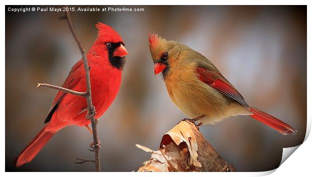  Male & Female Northern Cardinals Print by Paul Mays