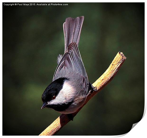 Black Capped Chickadee Print by Paul Mays