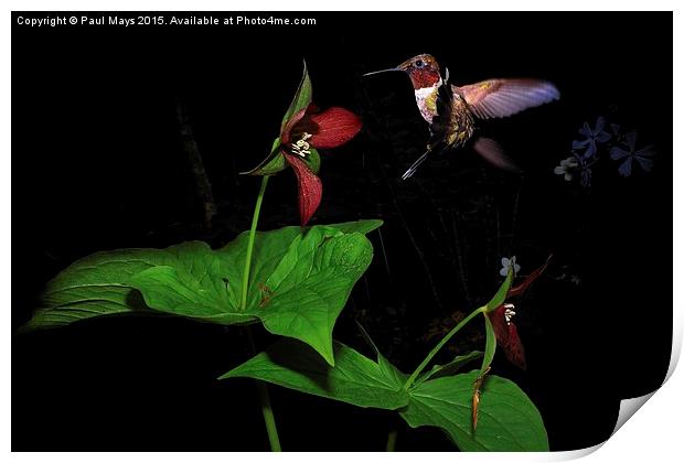  Ruby Throat & Red Trillium  Print by Paul Mays