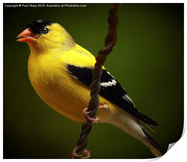  Male American Goldfinch Print by Paul Mays