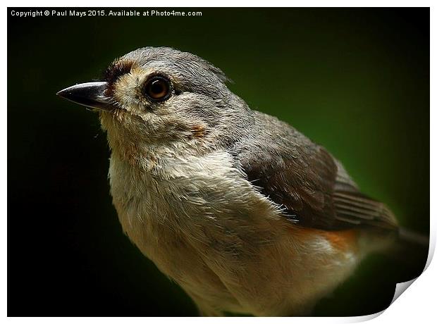  Tuffed Titmouse Print by Paul Mays