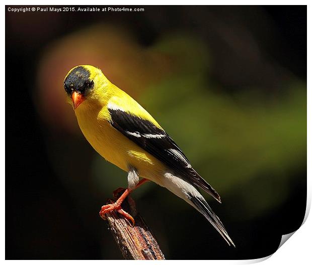 Male American Goldfinch Print by Paul Mays