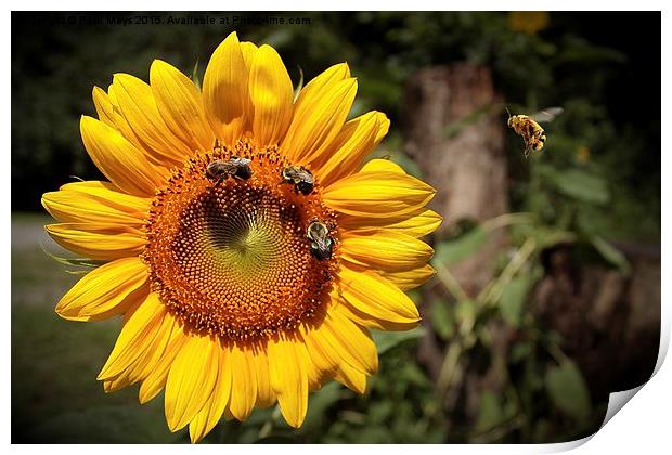 Sunflower and Bumble Bees 2 Print by Paul Mays