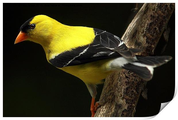 Male American goldfinch Print by Paul Mays