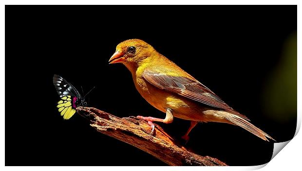 Female American Goldfinch & Butterfly  Print by Paul Mays