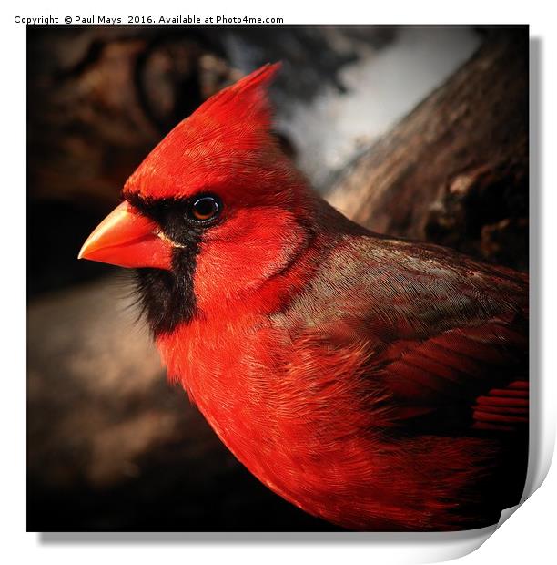 Male Northern Cardinal Portrait  Print by Paul Mays