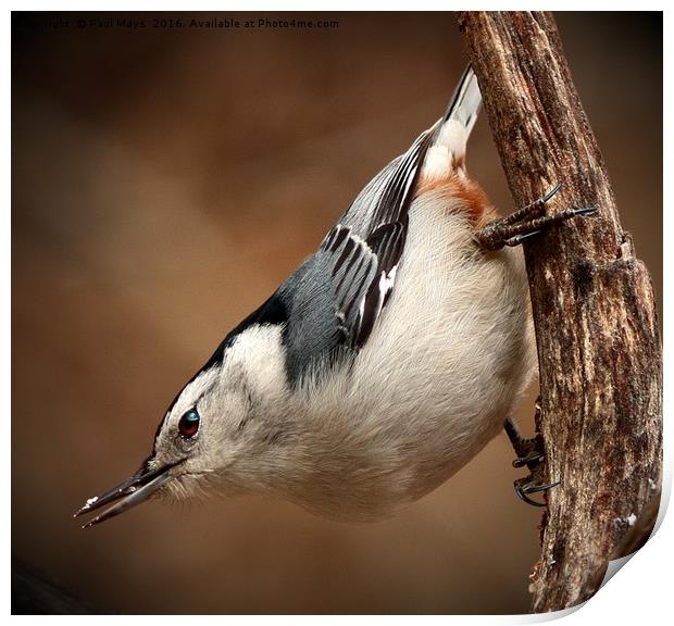 White Breasted Nuthatch Print by Paul Mays