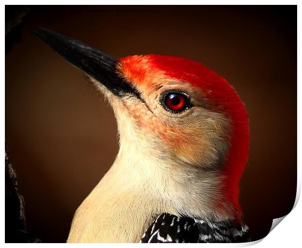 Red Bellied Woodpecker Print by Paul Mays