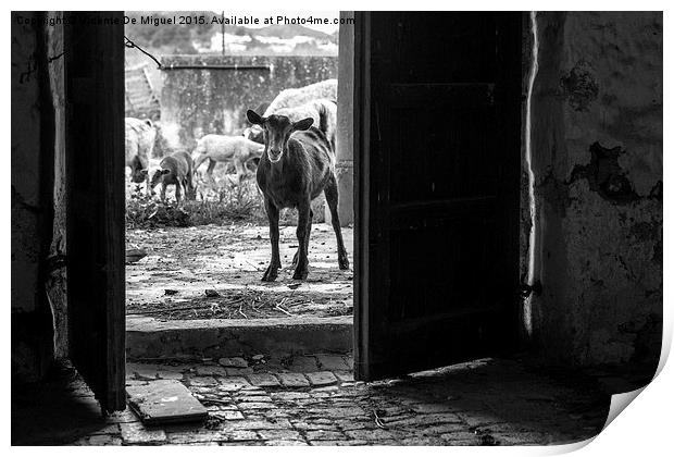 Goat on the door Print by Vicente De Miguel