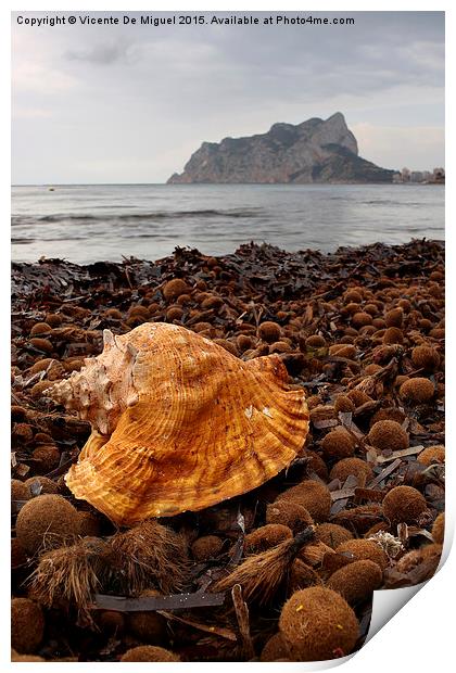  Shell on the beach Print by Vicente De Miguel