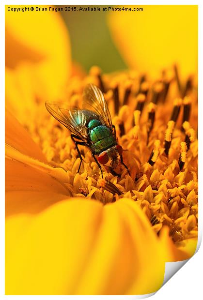  Sunflower and the fly Print by Brian Fagan