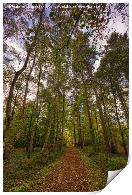 Autumn woodland Print by Brian Fagan