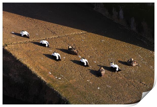 Eider Ducks snoozing ar Seahouses Harbour Print by Craig Williams