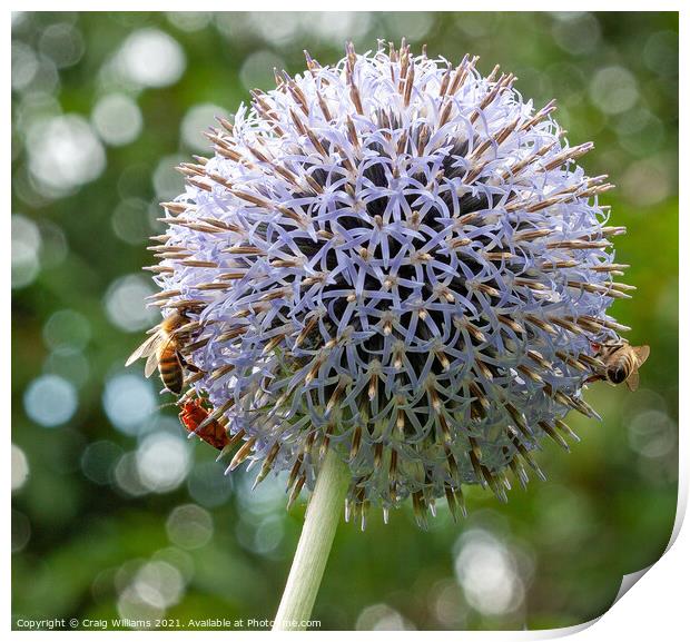 Bees on Echinops flower Print by Craig Williams