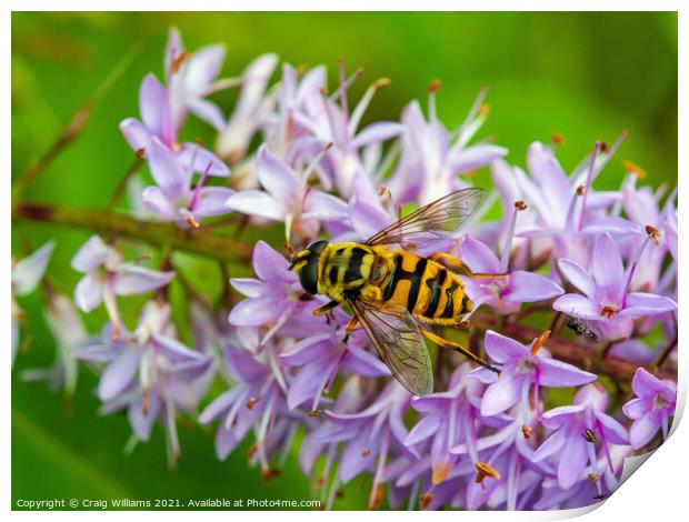 Hoverfly on Hebe Print by Craig Williams