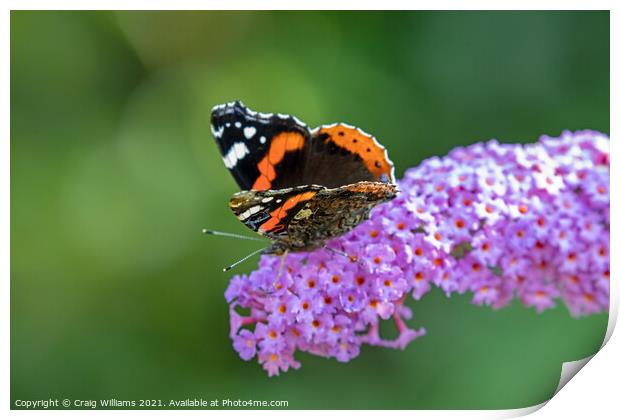 Red Admiral on Buddleia plant Print by Craig Williams