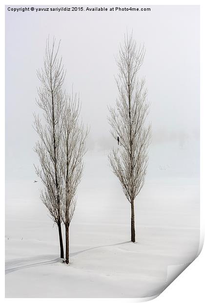  Poplar trees in winter Print by yavuz sariyildiz