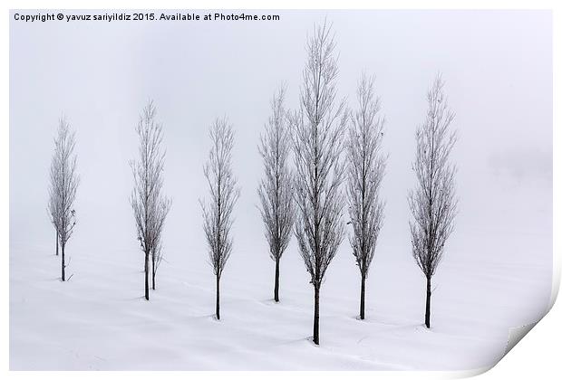  Poplar trees in winter  Print by yavuz sariyildiz