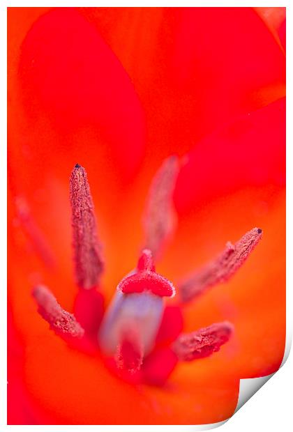  Red Flower Print by Paul Williams