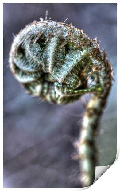 Curly Leaf Print by Paul Williams