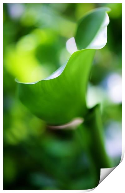 Fifty shades of Green Print by Paul Williams