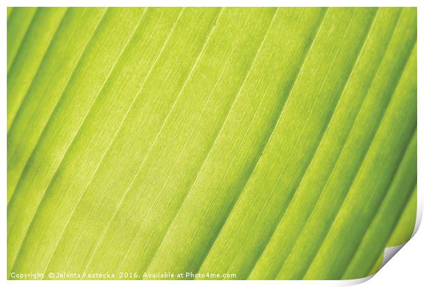 Vivid palm leaf Print by Jolanta Kostecka