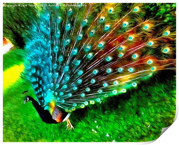  Peacock in Splendour! Print by Jack Torcello