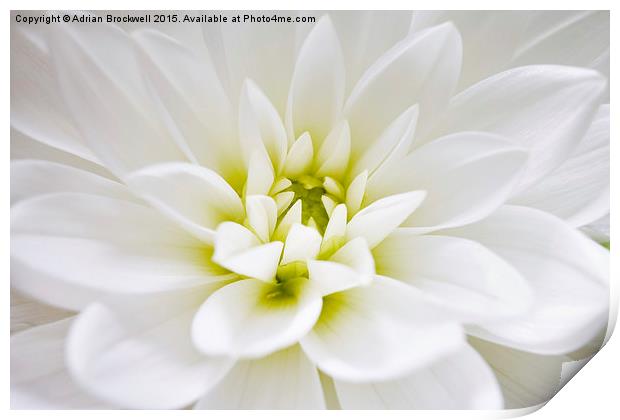 Dahlia Print by Adrian Brockwell