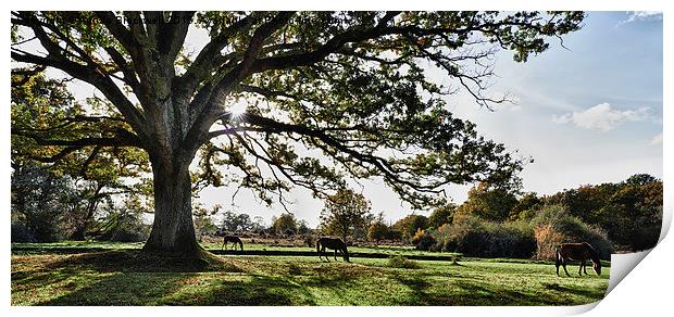 New Forest Horses Print by Adrian Brockwell