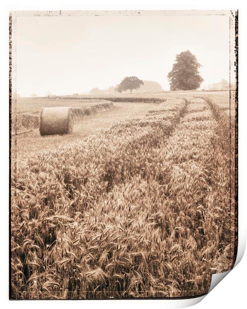Harvest time Print by Adrian Brockwell
