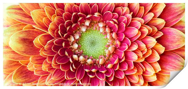 Golden Chrysanthemum Print by Adrian Brockwell