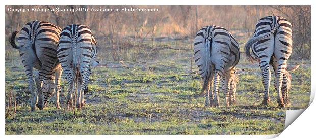  Zebra bums Print by Angela Starling