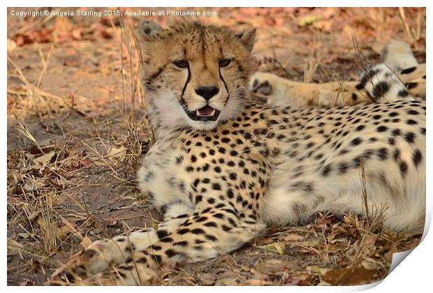  Cheetah relaxing Print by Angela Starling