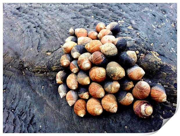  Snails clinging to the rocks on Borth Beach Print by Angela Starling