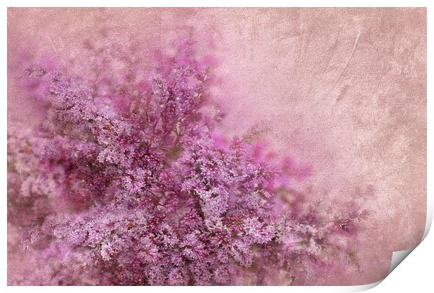  Lilac  Print by Svetlana Sewell