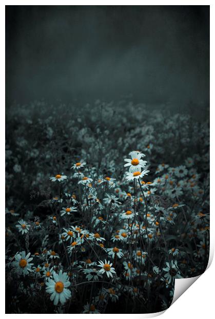  Dark beauty of Daisy Print by Svetlana Sewell