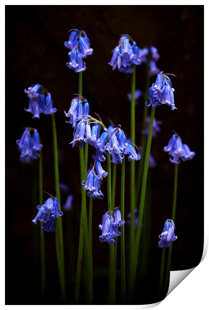   Bluebells Print by Svetlana Sewell