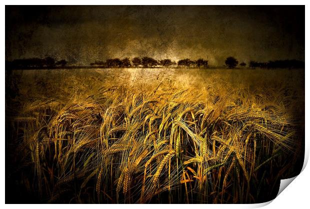  Wheat  Print by Svetlana Sewell