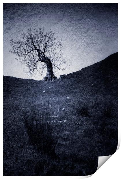  Mystery Tree Print by Svetlana Sewell