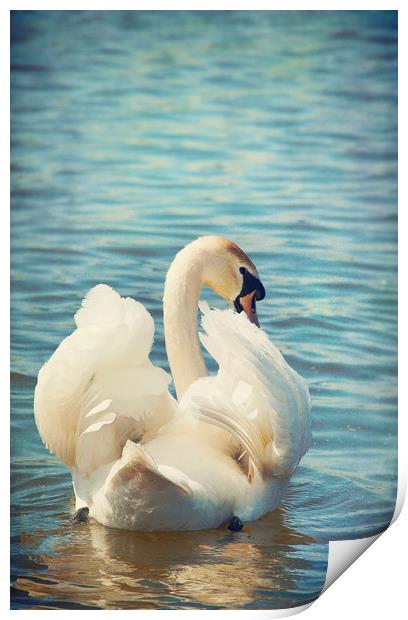  Shy Swan Print by Svetlana Sewell