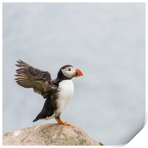  Puffin Print by Svetlana Sewell