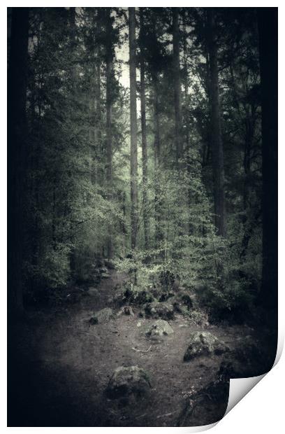  Moody Forest Print by Svetlana Sewell