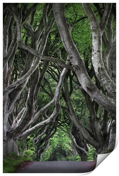  Dark hedges Print by Svetlana Sewell