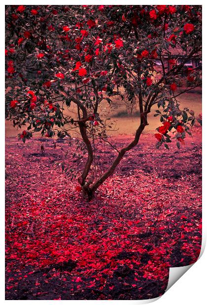  Bleeding Tree Print by Svetlana Sewell