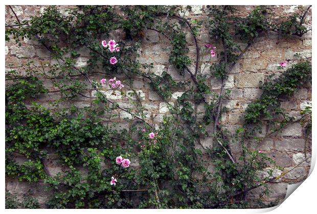  Rose Wall Print by Svetlana Sewell