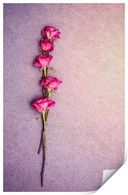 Love Roses Print by Svetlana Sewell