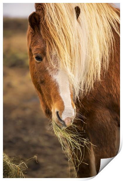 Horse Print by Svetlana Sewell