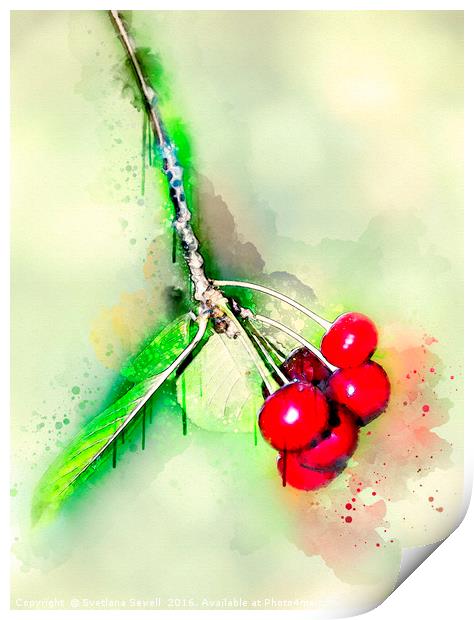 Cherries Print by Svetlana Sewell