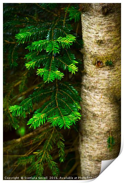 Pine Tree  Print by Svetlana Sewell