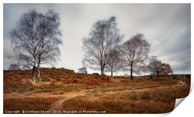 Bare Trees Print by Svetlana Sewell